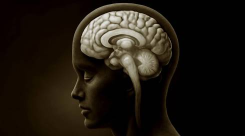 האינסולה והאמיגדלה